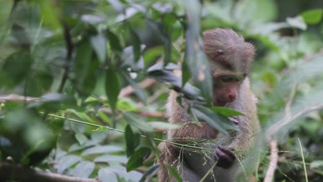 Monkey-sits-by-itself-in-a-tree-eating-leaves-and-looking-around