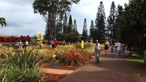 People-visiting-Dole-Plantation-In-Honolulu,-Hawaii-and-looking-at-the-plants