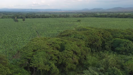 Luftaufnahme-Nach-Vorne-über-Bananenplantage.-Dominikanische-Republik