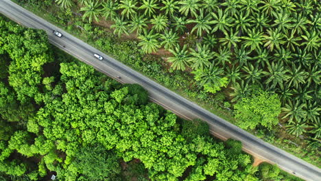 low-traffic-on-small-road-between-palm-trees,-top-down-drone-view