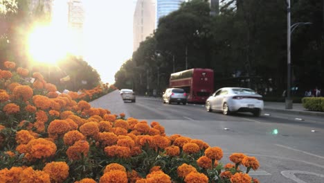 Hermosas-Flores-De-Caléndula-Naranja-En-La-Mediana-Central-De-La-Avenida-Paseo-De-La-Reforma-En-La-Hora-Dorada,-Centro-De-La-Ciudad-De-México