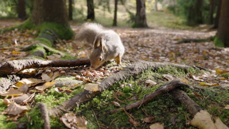 Squirrel-runs-up-to-seeds-on-forest-ground,-eats-and-runs-away,-slomo