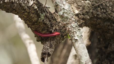 Segmented-Red-Millipede-explores-sunny-rough-bark-Africa-tree-branch