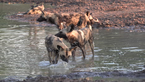 Ein-Rudel-Afrikanischer-Wildhunde-Watet-Durch-Eine-Flache-Pfanne-In-Afrika,-Um-Sich-Von-Der-Heißen-Sonne-Abzukühlen