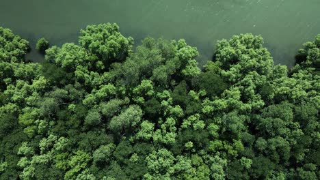 Mangrove-Forest-along-the-emerald-green-sea