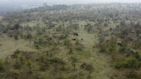 European-bison-bonasus-herd-grazing-in-a-bushy-field,misty,Czechia