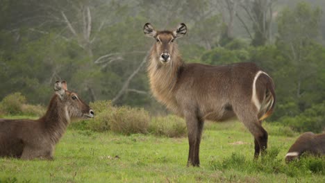 Tracking-shot-of-a-herd-of-waterbuck-standing-proudly-on-the-plains,-rotating-shot