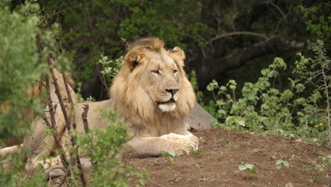 Close-up-of-a-male-lion-resting-on-a-dirt-mound-surrounded-by-grass