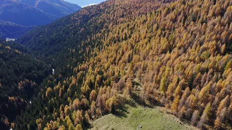 fir-trees-forest-turn-orange-in-autumn-on-Alps-of-Trentino,-Lagorai,-aerial-view