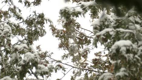 Bird-watching-in-a-pine-tree-forest-on-a-snowy-day,-conservation-concept