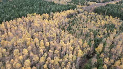 Cultivated-forest-patterns,-autumnal-winter-trees-scenery,-aerial-view