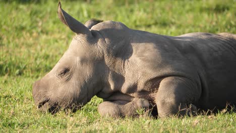 White-rhino-calf-falling-asleep-on-the-grass-of-an-African-nature-reserve,-close-up