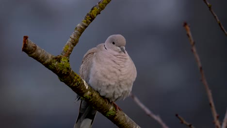Wild-grey-pigeon-sitting-on-perch,lighting-by-sunset-light-with-Blurred-background