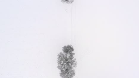Top-down-aerial-drone-view-of-snow-covered-trees-after-a-snowfall-while-a-man-is-having-a-walk-with-his-dog