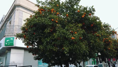 Bitter-orange-or-citrus-trees-with-fruit,-in-algeria---blida