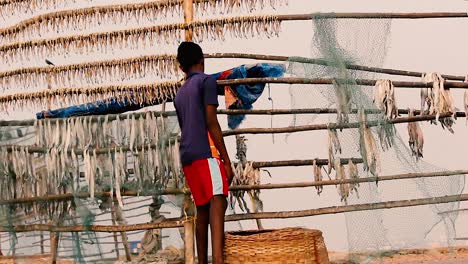Asian-fisherman-boy-collecting-dry-fishes-from-bamboo-structure-made-near-a-beach-shore-to-make-fishes-dry-in-sunlight-through-out-the-day