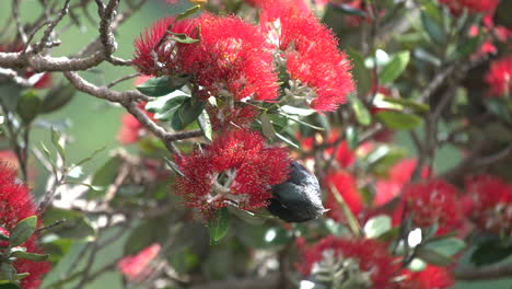 Un-Pájaro-Tui-En-Nueva-Zelanda-Alimentándose-De-Un-árbol-Pohutakawa-En-Cámara-Lenta