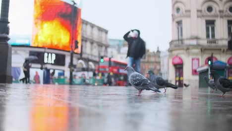 London-Taube,-Die-Im-Piccadilly-Circus-In-Der-Regenzeitlupe-Spazieren-Geht