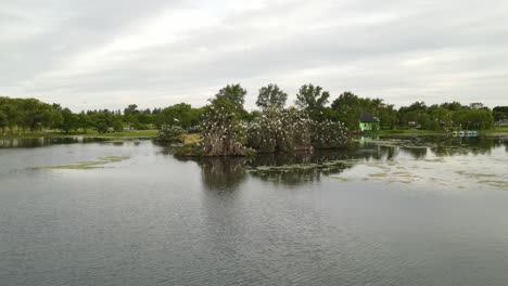 Dolly-right-of-a-flock-of-great-white-egrets-resting-on-top-of-trees-and-flying-around-an-islet-in-the-middle-of-a-pond-surrounded-by-nature