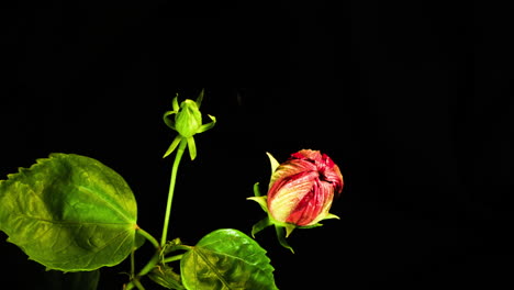 Roter-Hibiskus-Zeitraffer-Des-Neuen-Lebensblumenblütenbeginns-Auf-Schwarzem-Hintergrund