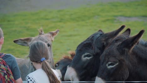 Children-feeding-donkeys-at-petting-zoo-outside-on-cloudy-day,-slow-motion