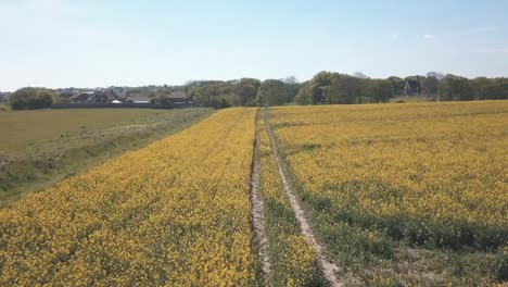 Yellow-orange-crop-field-with-tyre-marks