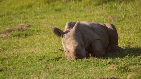 Bebé-Cansado-Rinoceronte-Blanco-Descansando-Solo-En-La-Hierba,-Vista-Frontal