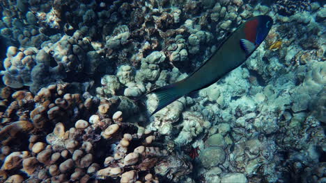 Ein-Tropischer-Fisch-In-Den-Farben-Orange,-Grün-Und-Rot-Schwimmt-Durch-Den-Korallengrund-Des-Ozeans
