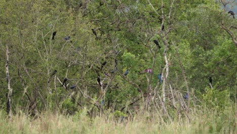 Ein-Schwarm-Afrikanischer-Stare-Pöbelt-In-Einem-Baum-Herum,-Um-Einen-Greifvogel-In-Der-Nähe-Einzuschüchtern