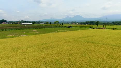 Luftaufnahme-Des-Reifen-Reisfeldes-Bereit-Zur-Ernte-Von-Grabag-Village-Java-Indonesien