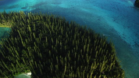 Bird's-eye-view-flying-over-small-island-of-columnar-pine-trees,-Oro-Bay,-Isle-of-Pines