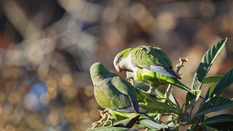 A-group-of-Monk-Parakeets-perching-on-a-tree-while-feeding-on-medlar-fruits