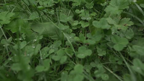 Grüne-Kleeblätter-Und-Gras-In-Der-Nähe,-Bedeckt-Mit-Regentropfen-In-Zeitlupe