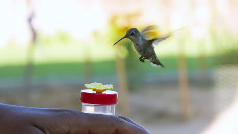A-female-broad-tailed-hummingbird-drinking-sugar-water-from-a-handheld-feeder---slow-motion