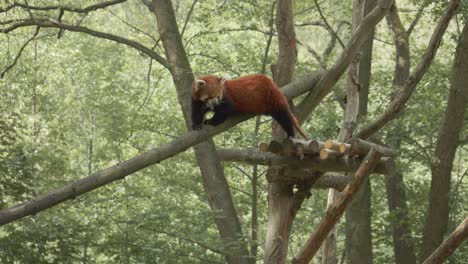 Roter-Panda,-Der-Auf-Einem-Ast-Im-Danziger-Zoo-Läuft---Niedriger-Winkelschuss