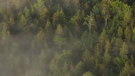 Fog-lingers-over-dense-woodland-wilderness-aerial
