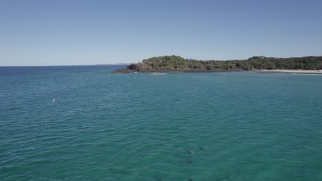 Pod-Of-Bottlenose-Dolphins-Swimming-In-The-Tasman-Sea-Near-Fingal-Head,-NSW,-Australia