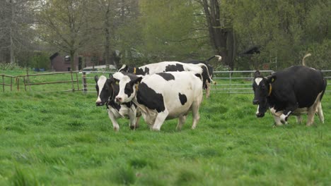 Eine-Gruppe-Glücklicher-Holländischer-Kühe,-Die-Gerade-Im-Frühling-Auf-Das-Feld-Entlassen-Wurden-Und-Cowdance-Machen