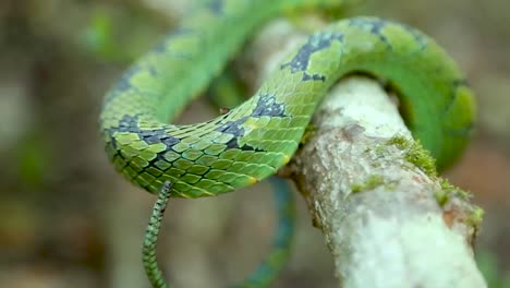 Srilankische-Grüne-Grubenotter-Craspedocephalus-Trigonocephalus-Ceylon-Grubenotter-Grüne-Schlange-Endemische-Haustierschlange