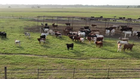 Cattle-graze-on-green-grassland