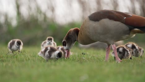 Greylag-Goose-with-small-babies-looking-for-food-on-vibrant-green-grass