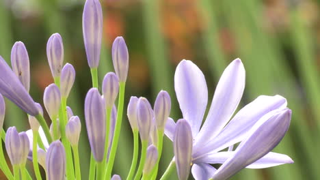 Lila-Lauchblume,-Mit-Geschlossenen-Und-Offenen-Blütenblättern,-Mit-Dem-Grünen-Hintergrund-Der-Pflanzenstiele-Verschwommen,-Schön