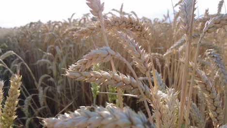 Close-View-of-Wheat-in-Slow-Motion