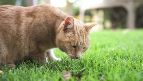 Domestic-Tabby-Cat-Sniffing-On-Green-Lawn-At-The-Backyard