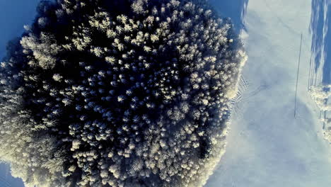 Top-down-drone-footage-of-forest-in-snowy-winter