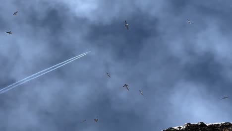 Toma-De-Abajo-Hacia-Arriba-Del-Avión-Volador-En-El-Cielo-Azul-Y-Un-Grupo-De-Pájaros-En-La-Isla-De-Islandia