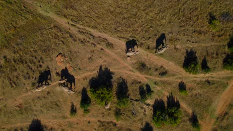 Toma-Estática-De-Una-Manada-De-Elefantes-Africanos-Salvajes-Caminando-En-La-Llanura-De-Arbustos-De-Sabana