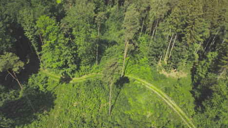 Impresionante-Filmación-En-Círculo-De-Drones-De-Cine-De-Un-Gran-árbol-En-Un-Bosque-Verde-Bajo-El-Sol-De-Verano