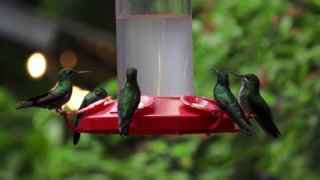green-Hummingbirds-birds-native-to-the-Americas-Trochilidae,-gathering-together-in-rain-jungle-green-forest-of-Costa-Rica