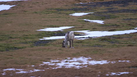 Reindeer-Grazing-Grass-in-Lowlands-in-Winter-Season-in-Iceland,-Gray-Protected-Wild-Feral-Animal,-Icelandic-Mammal-Species-in-Nature